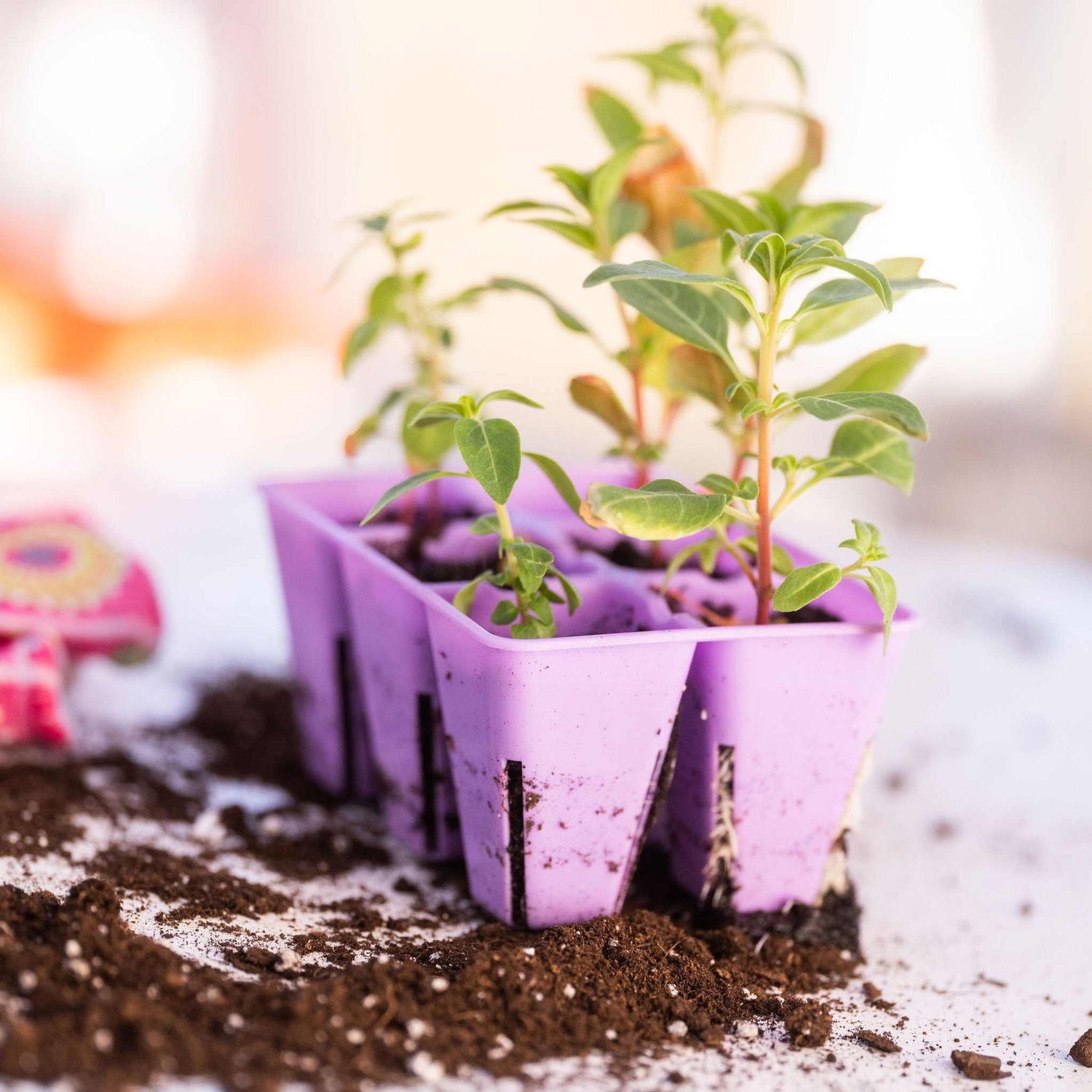 Small purple seedling trays with young plants emerging from soil 