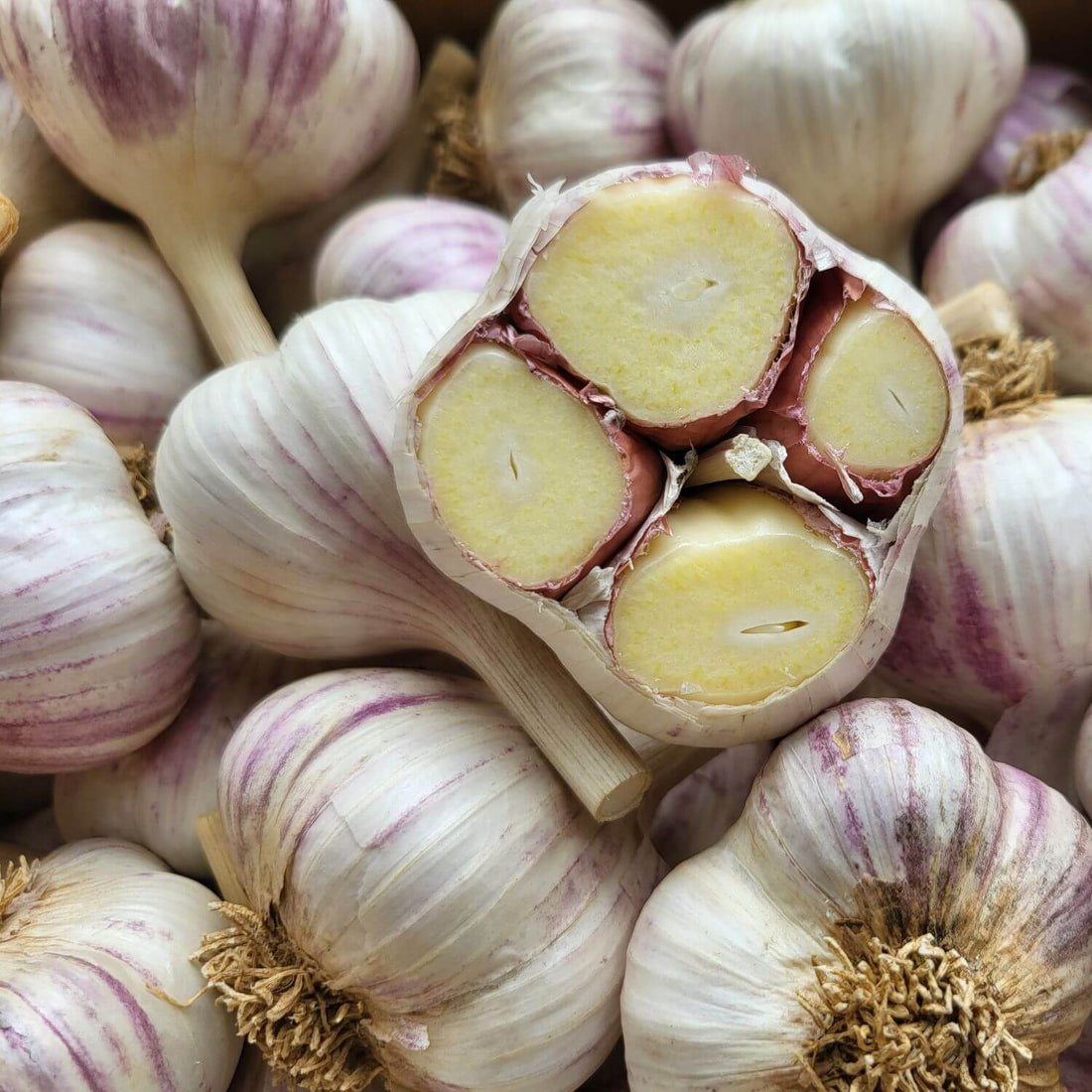 Pyong Yang- Organic Hardneck Garlic