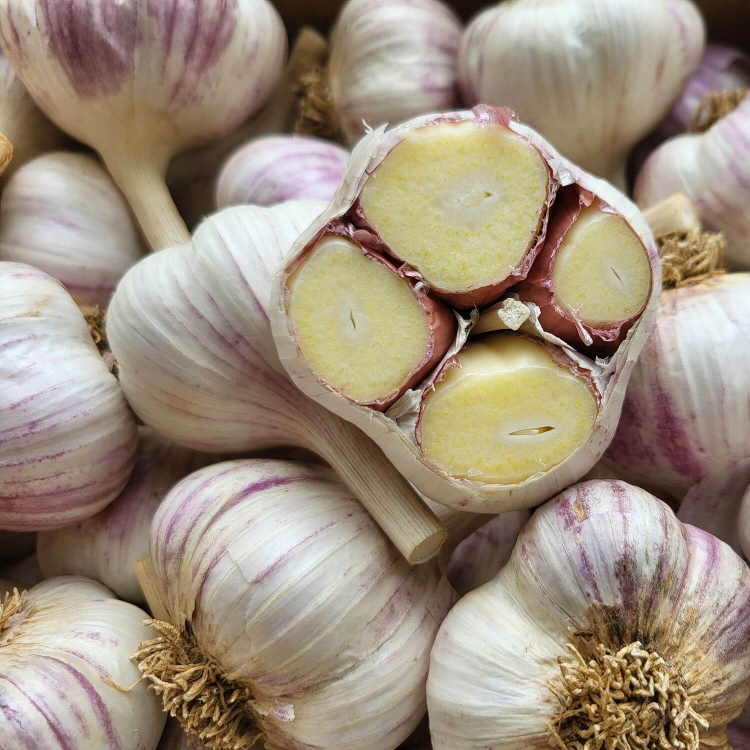 Pyong Yang- Organic Hardneck Garlic