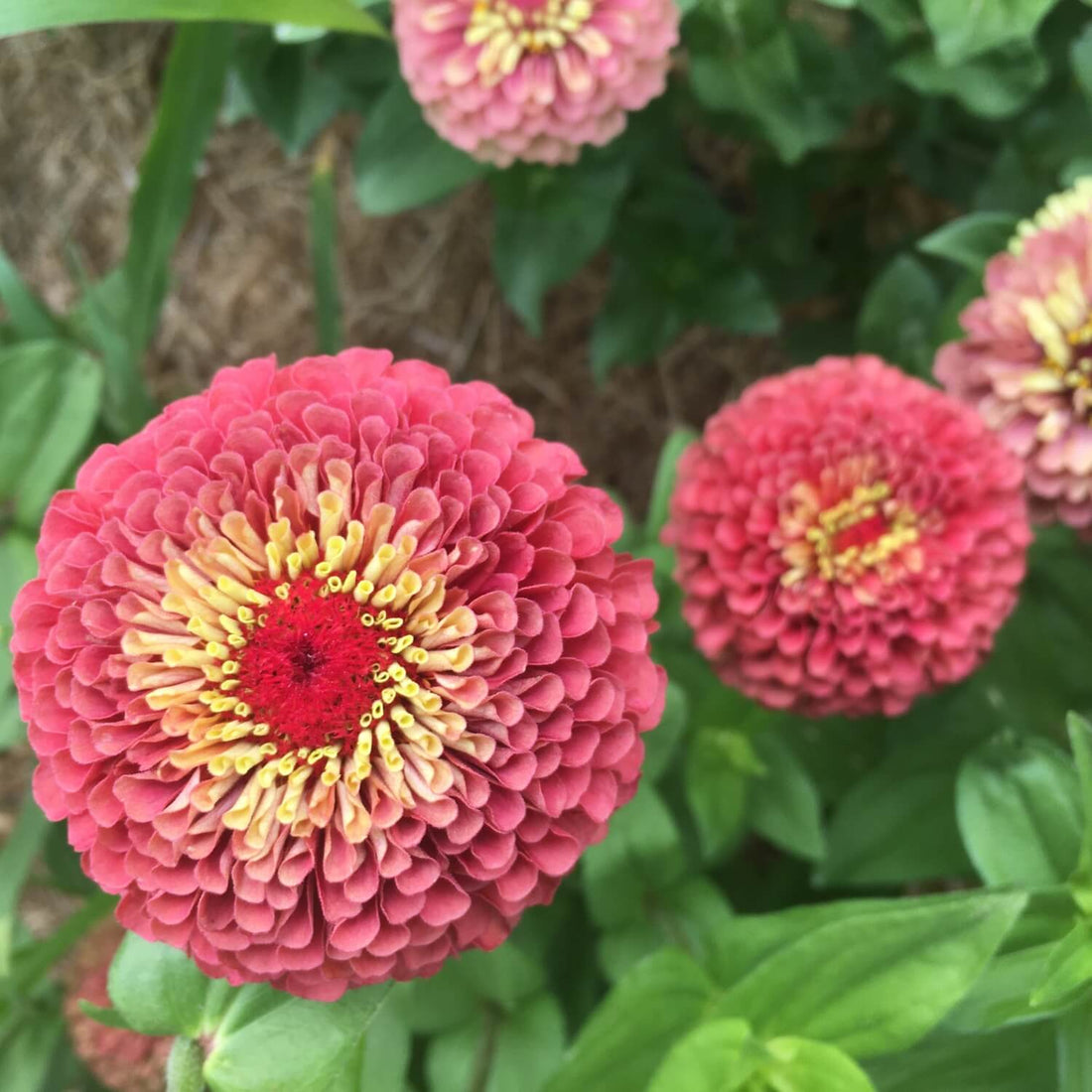 Close-up of a Queen Lime Red Zinnia flower with a yellow center surrounded by green leaves.