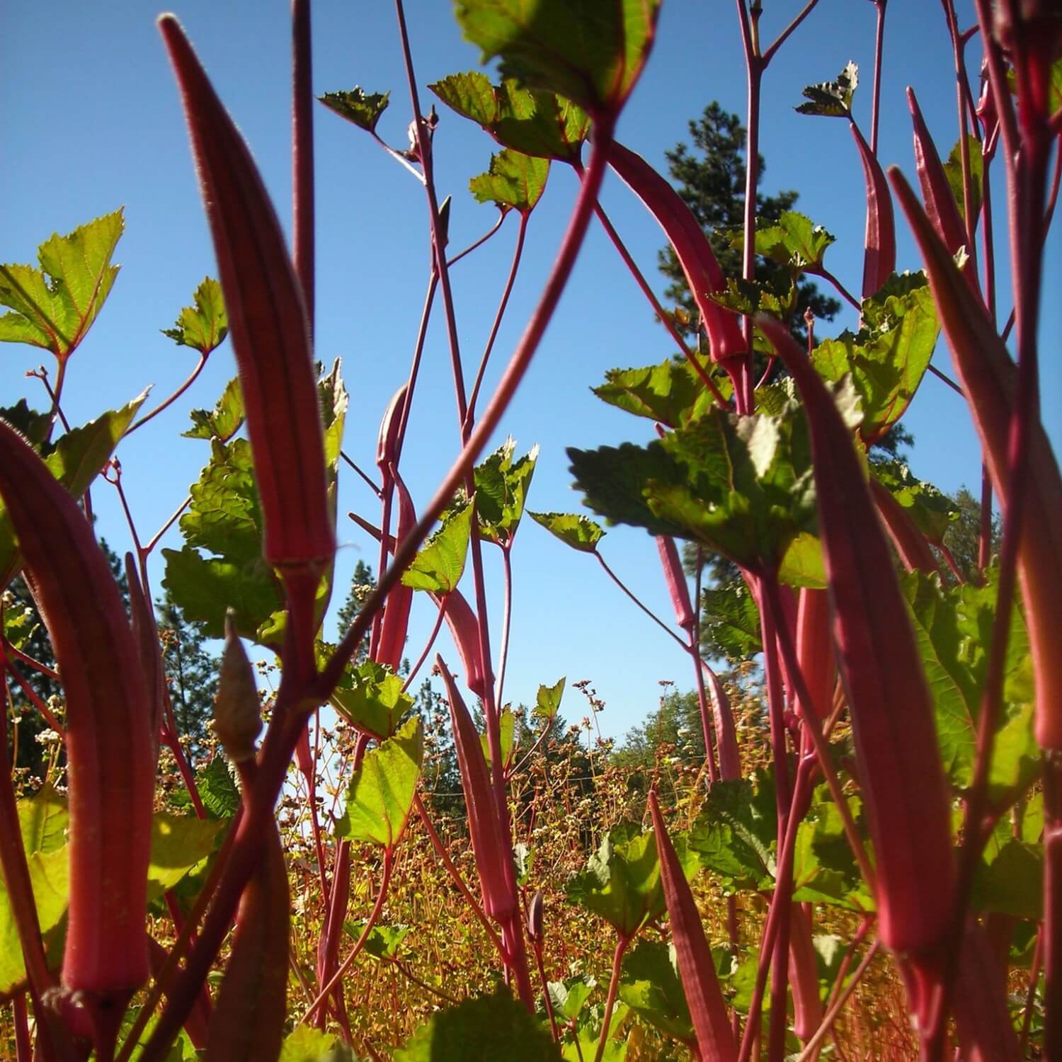 Close-up of Red velvet okra plants with green leaves and red stems against a blue sky.