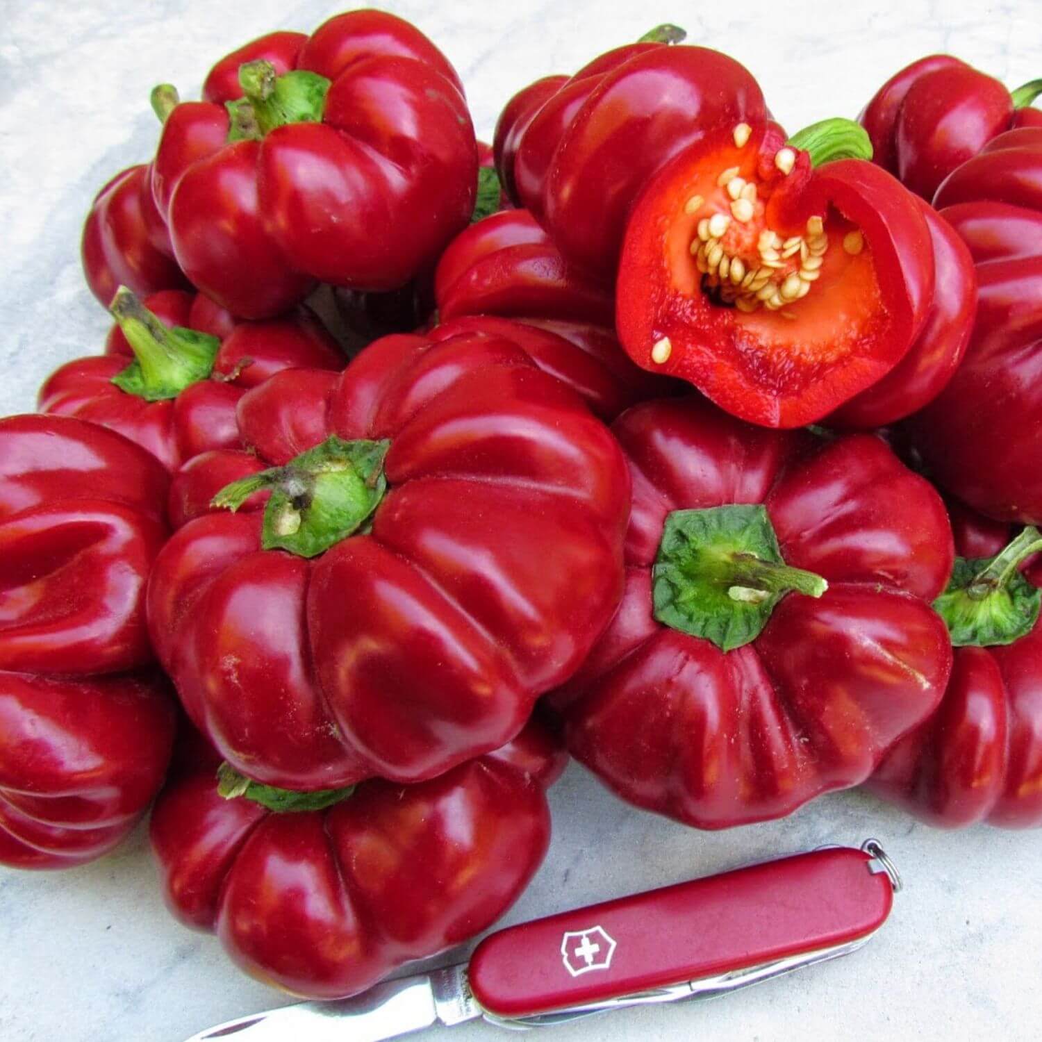 Red Ruffled Pimiento