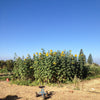 Russian mammoth sunflower field with a clear blue sky and a small child's tricycle in the foreground.