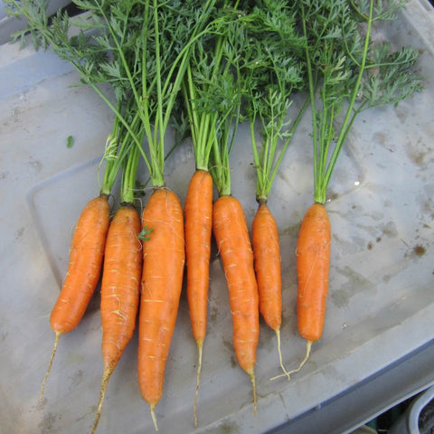 Bunch of fresh scarlet nantes carrots with green tops on a gray surface