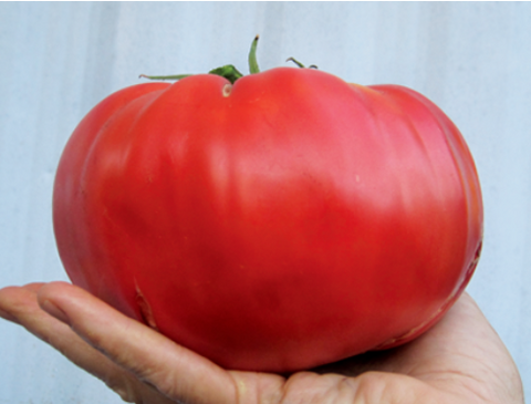 Brandywine Tomato