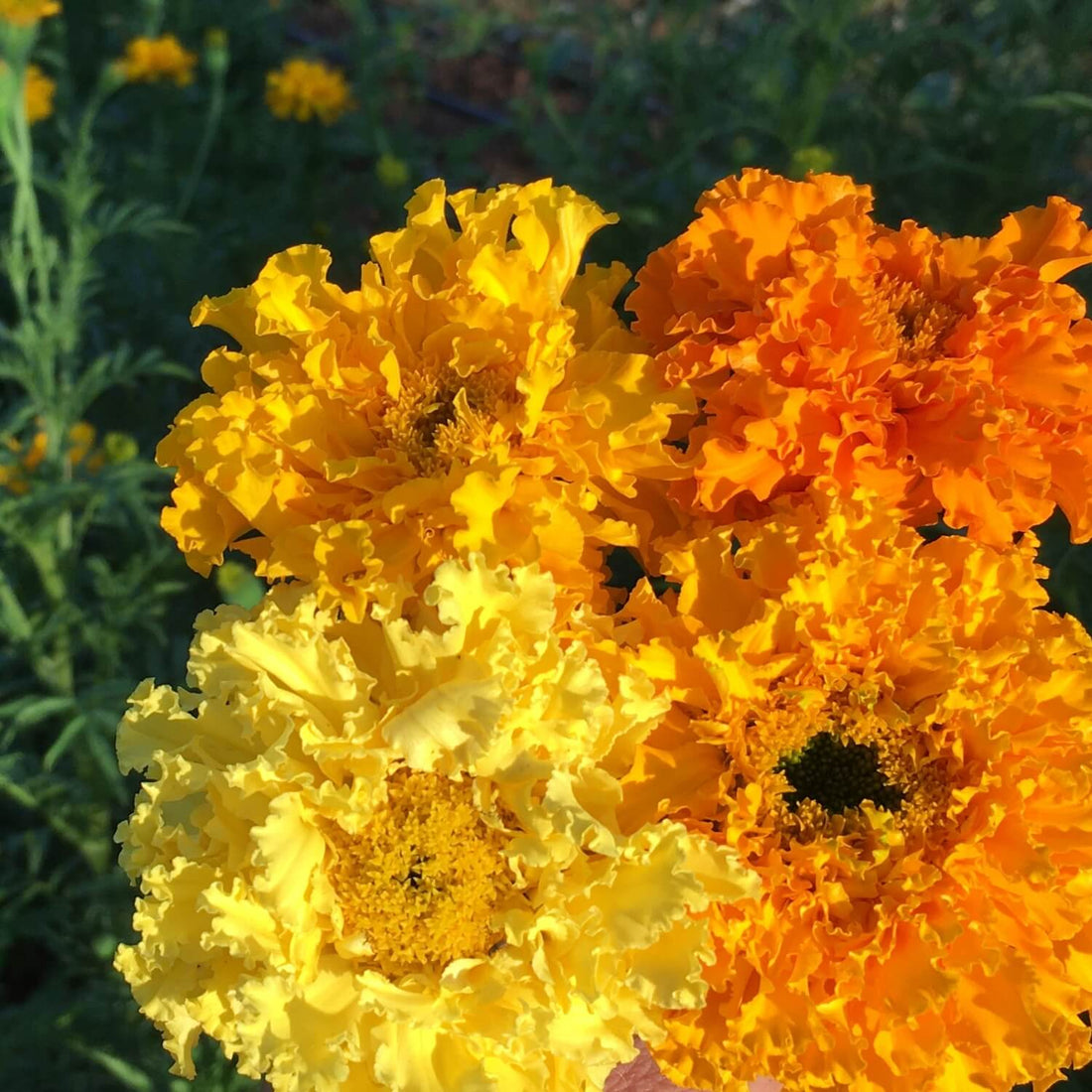 Close-up of yellow and orange Shades of Gold Marigold flowers with green foliage in the background.