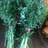 Bunches of green leafy Siber frill kale with &