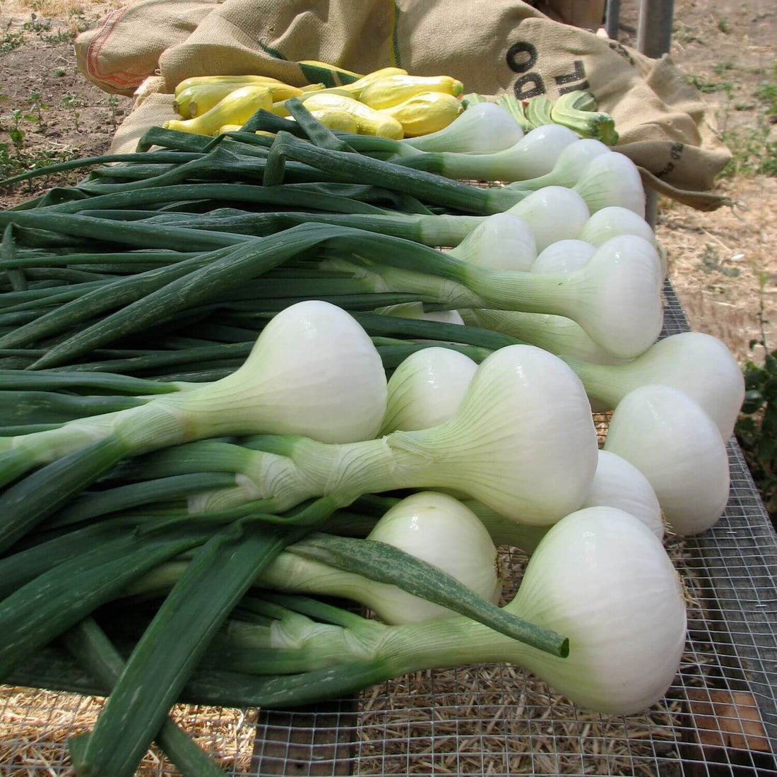 Siskiyou Sweet Onion