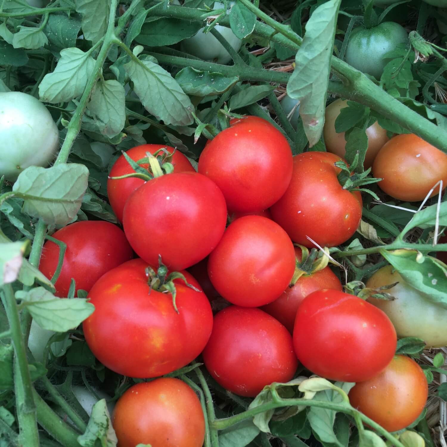 Red Skorospelka tomatoes on a vine with green leaves