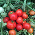 Red Skorospelka tomatoes on a vine with green leaves