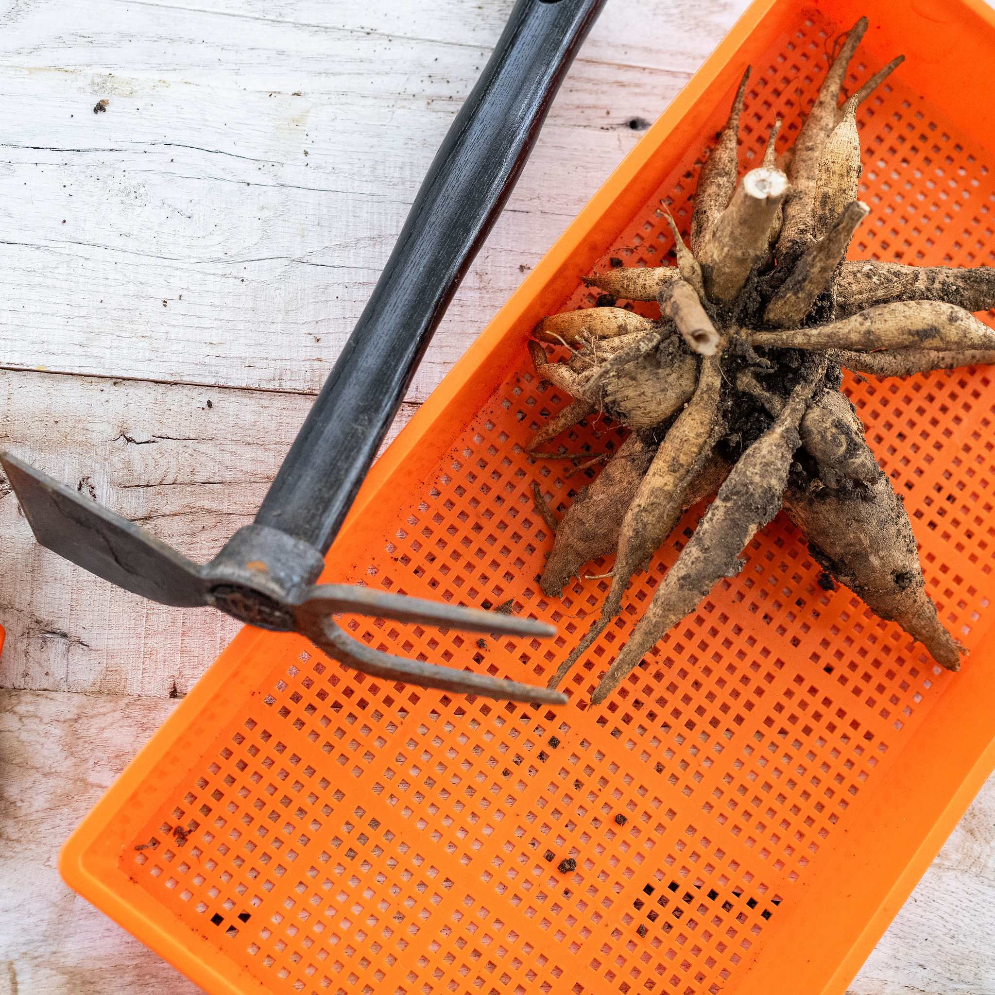 Garden Supplies – Redwood Seeds