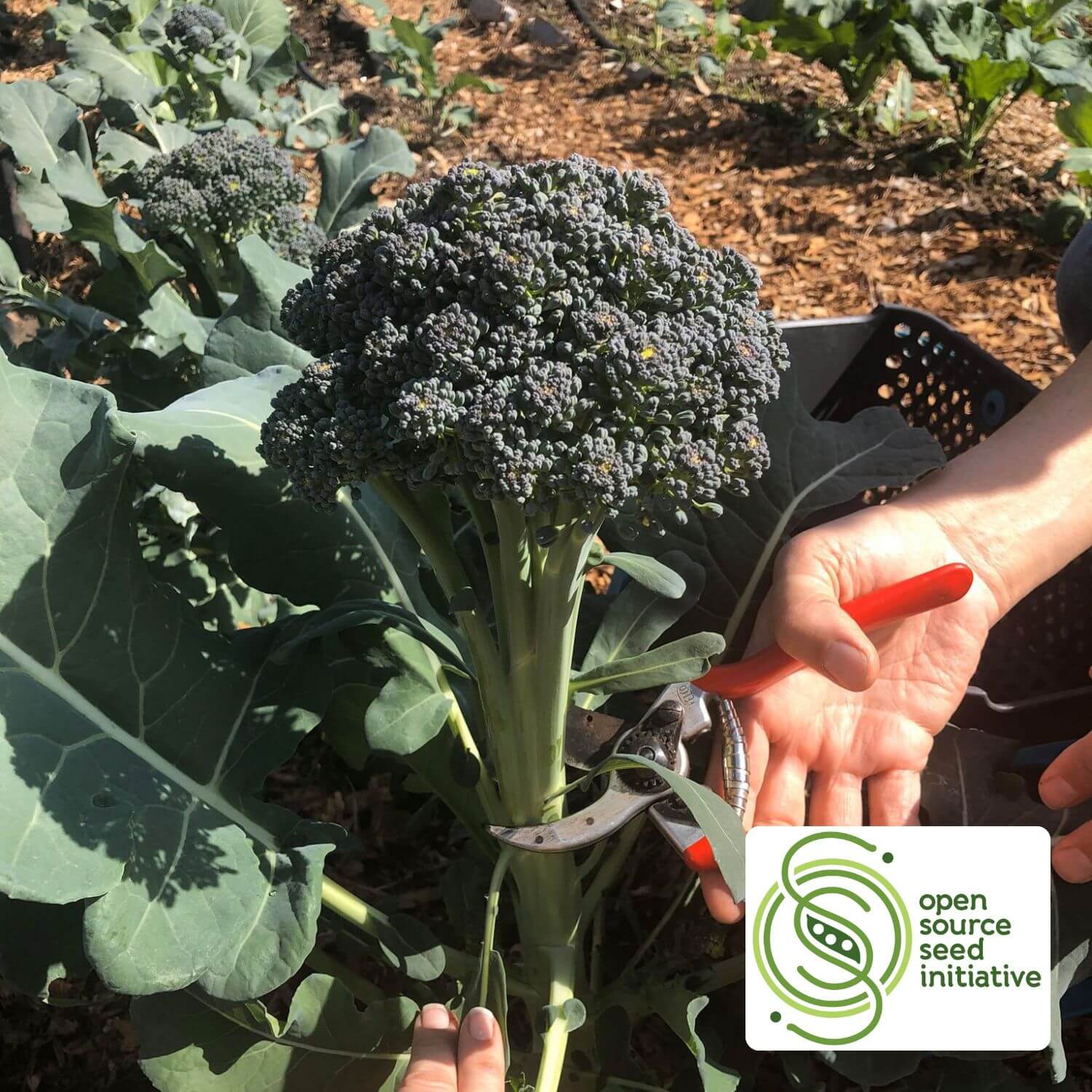 Solstice Broccoli