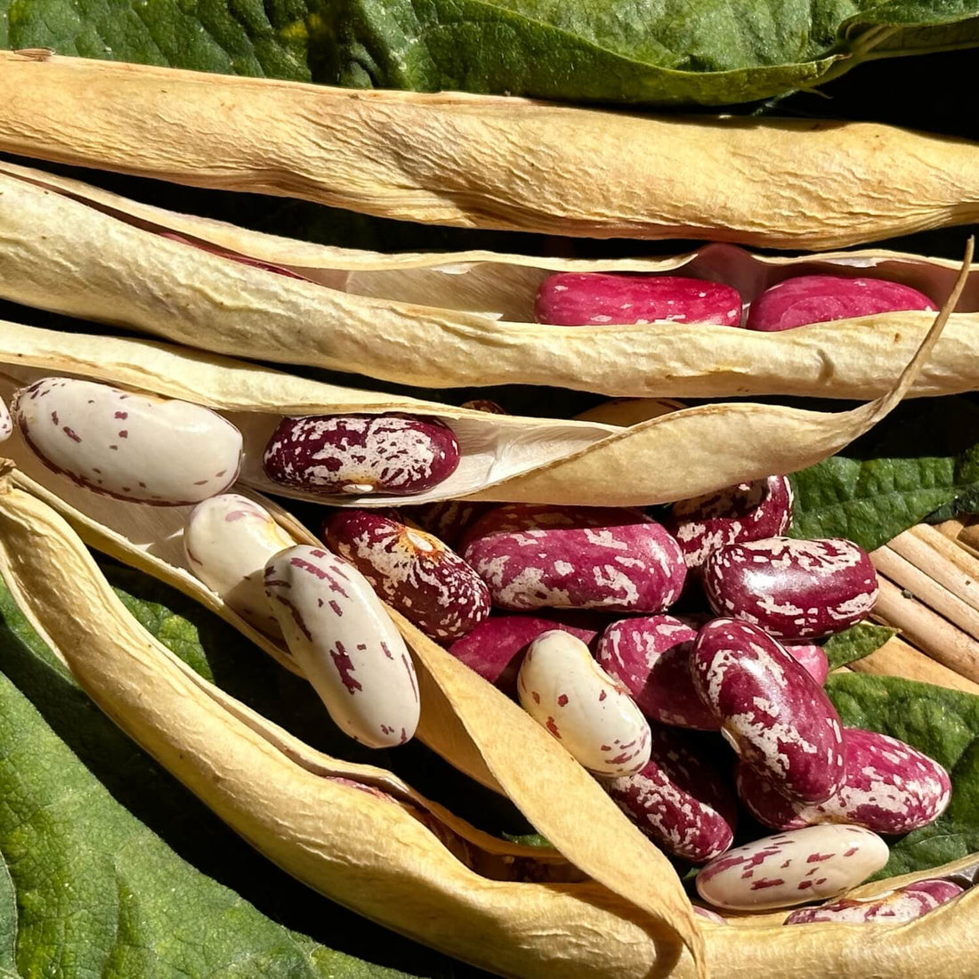Dried Speckled Bayo beans on a green leaf background