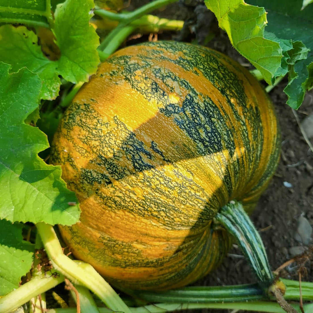 Styrian Hulless Seeded Pumpkin with green and orange pattern growing on a plant