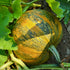 Styrian Hulless Seeded Pumpkin with green and orange pattern growing on a plant