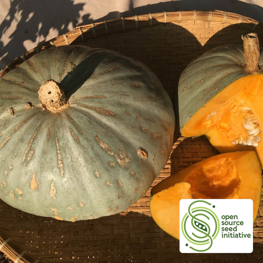 Two Sweetmeat Oregon homestead squash, one green and one orange, on a woven surface with &