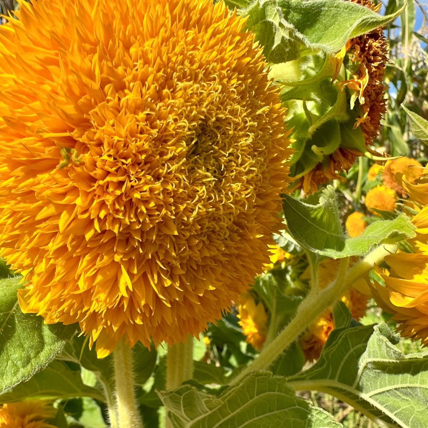 Close-up of a Teddy Bear Sunflower with green leaves in a field