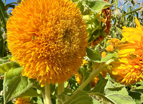 Teddy Bear Sunflower