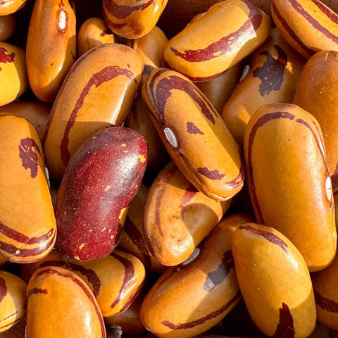 Close-up of UC Tiger's Eye beans with a brown and orange color pattern.