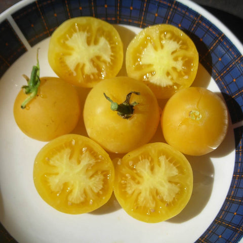 Yellow Wapsipinicon Peach tomatoes, whole and halved, on a white plate with a blue rim.