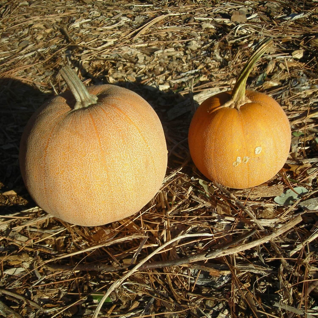Two small Winter luxury pumpkins on a bed of straw and dry leaves
