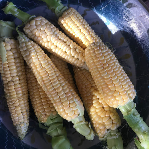 Yukon chief sweet corn on the cob on a plate