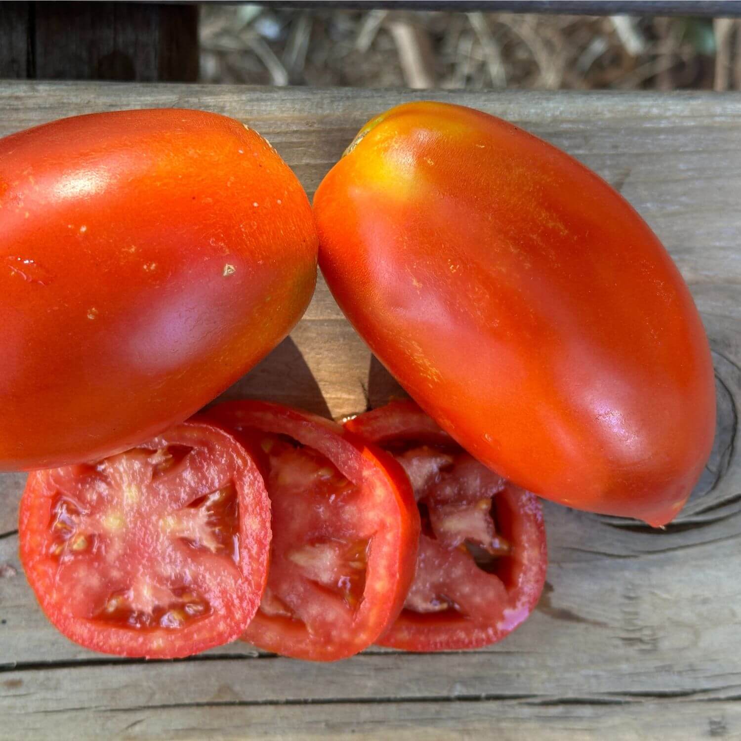 tomato._530さん7-31-5 tomatoes – Redwood Seeds