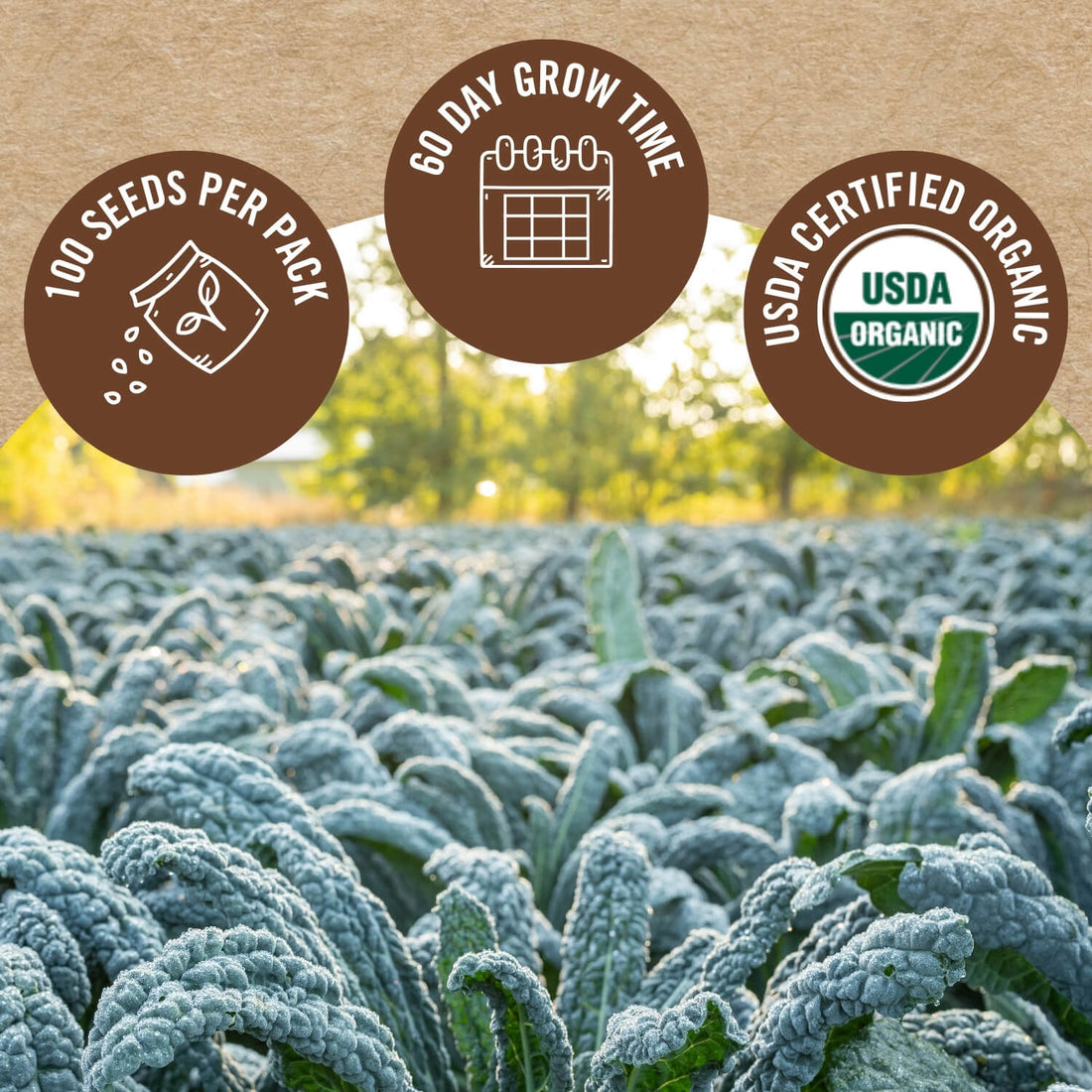 Black Magic Kale