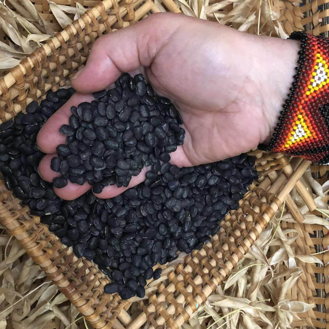 TARS-Tep 23: Black Tepary Bean