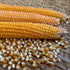Corn cobs and corn kernels on a woven surface