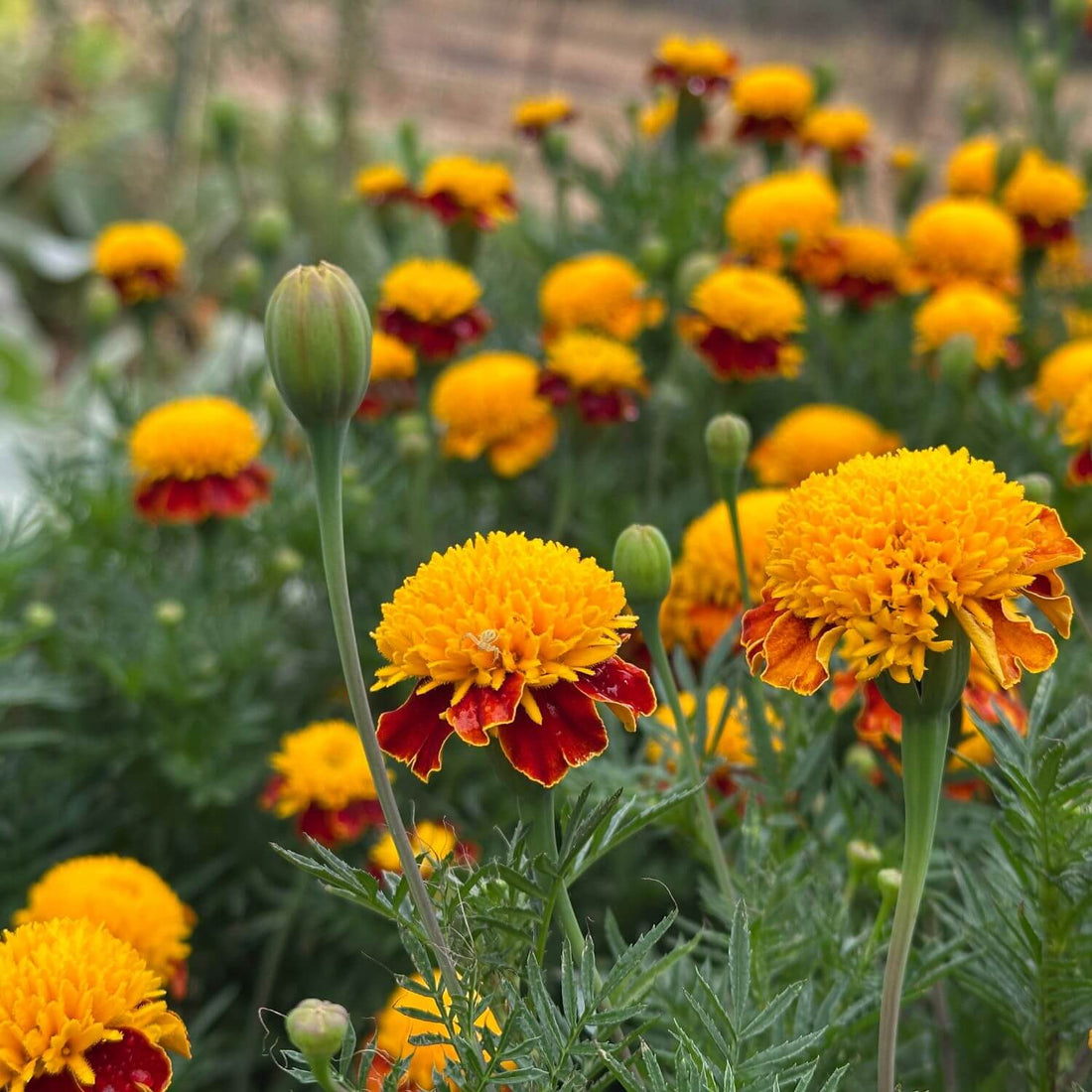 Field of marigold flowers with bright yellow and red colors.