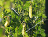 Golden Sweet Snow Pea