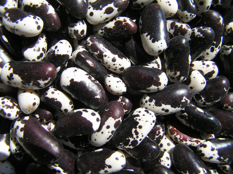 Holstein Bush Bean