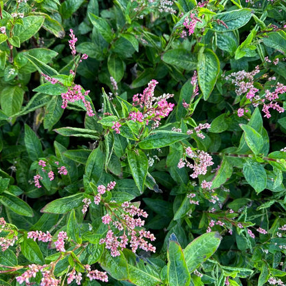 japanese indigo plant seeds Japanese Indigo