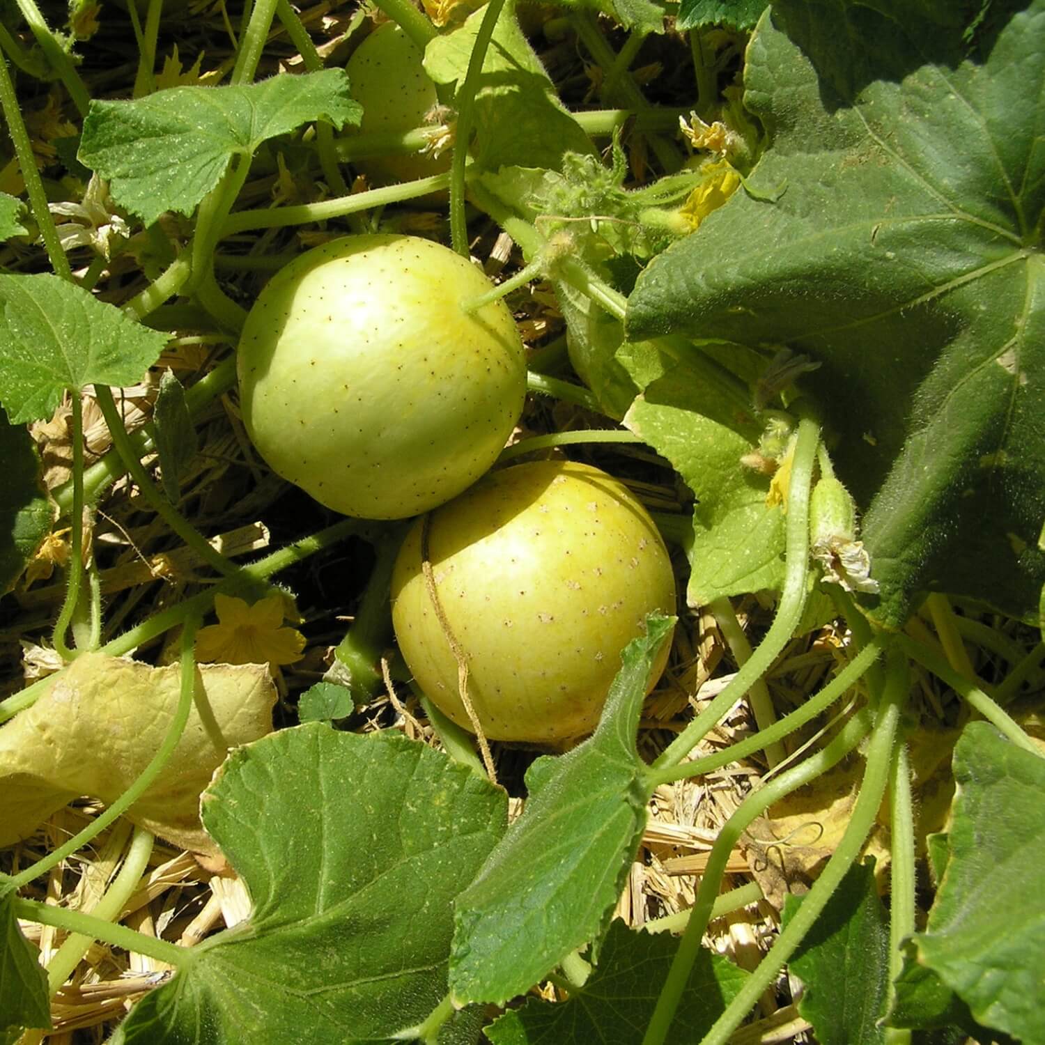 Green lemon cucumbers growing on a plant with green leaves