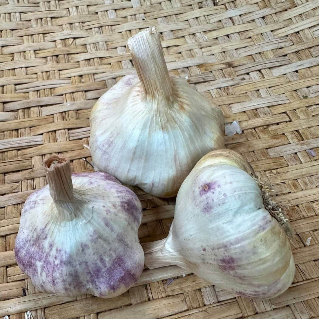 Lorz Italian Softneck Garlic