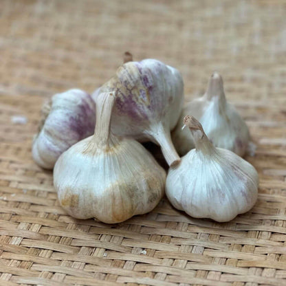 Lorz Italian Softneck Garlic