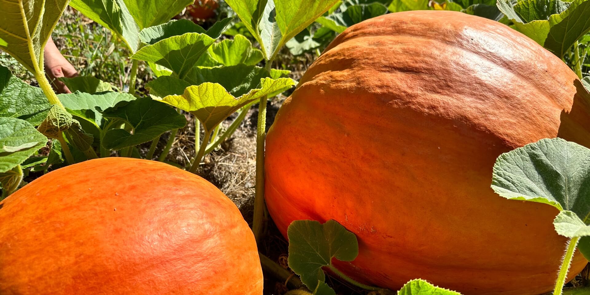 Golden Zucchini – Redwood Seeds