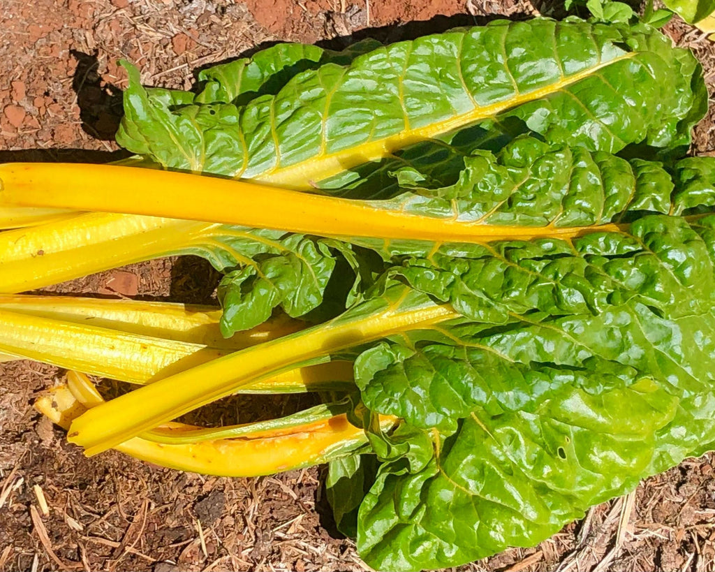 Golden Chard – Redwood Seeds