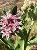 Showy Milkweed