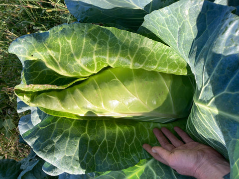 Filderkraut Cabbage