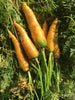 Yellowstone Carrot