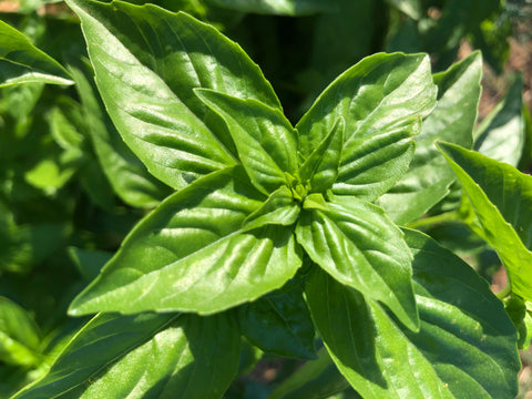 Genovese Sweet Basil