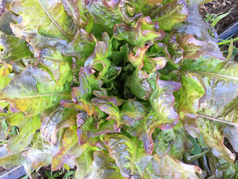 Bronze Arrow Oak Leaf Lettuce