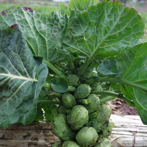Early Half Tall Brussels Sprouts