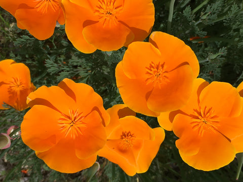 California Poppy