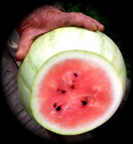 Christmas Watermelon