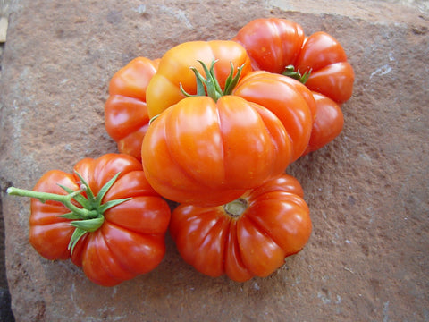 Costoluto Genovese Tomato