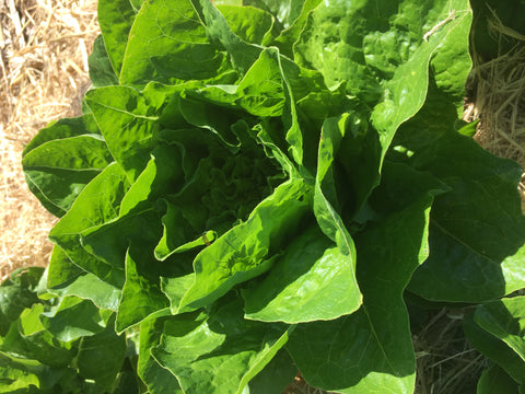 Emerald Fan Lettuce