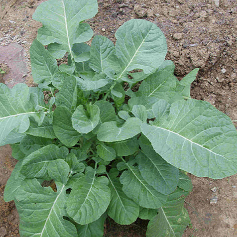 A Brassica carinata plant, commonly known as Ethiopian Kale, growing in soil with large green leaves.